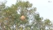 Un drone pour détruire les nids de frelons
