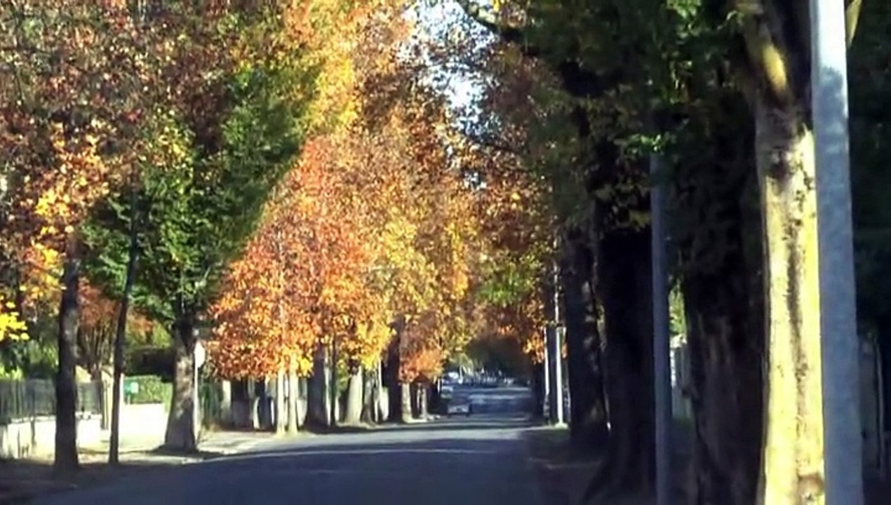 LES PROMENADES DE MICHOU W-D.D. - 30 OCTOBRE 2015 - PAU - ALLONS CHEMINER RUE DE SUÈDE.