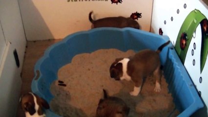 78ème vidéo Les chiots de STAFFORDLAND font leurs besoins