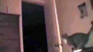 FUNNY VIDEOS ● Funny Cats JUMP FAIL