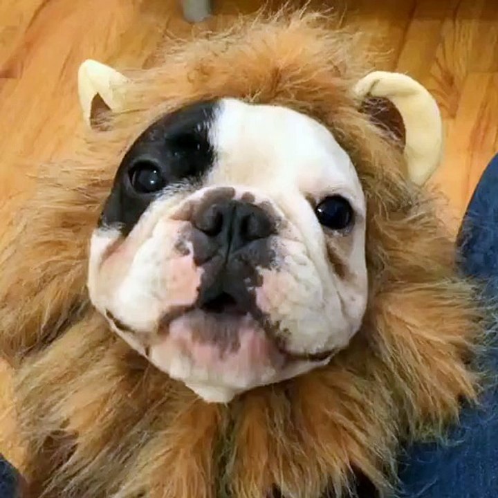 I can't roar but here is my best impression of a scary lion