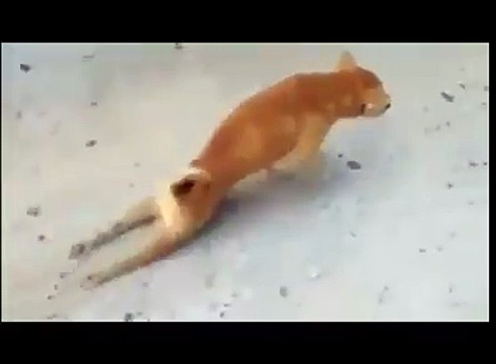 Ce chien optimise l'énergie de son corps