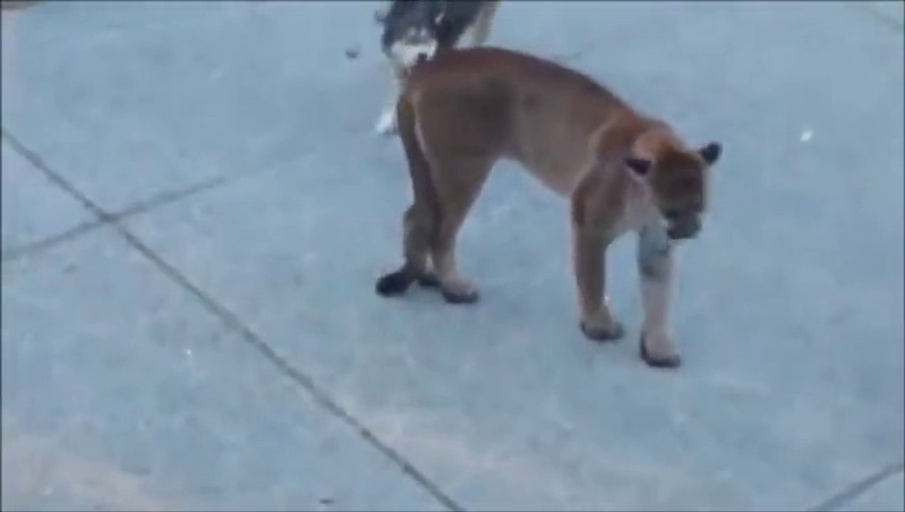 Chiens attaquent puma