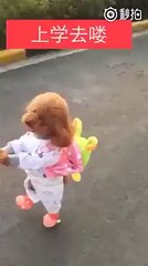 Ce chien est trop adorable