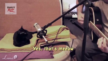 Cat Singing With Guitar