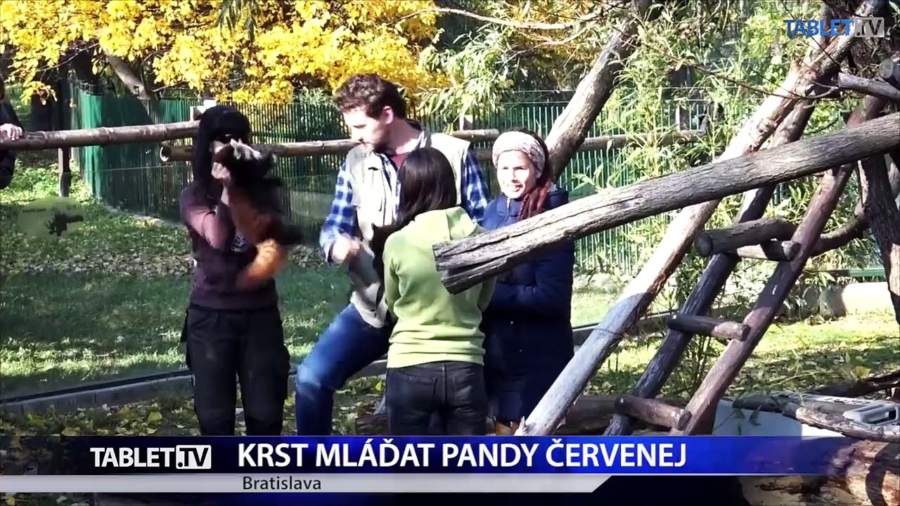 V bratislavskej ZOO pokrstili mláďatá pandy červenej