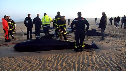 CALAIS - dix baleines retrouvées échouées sur la plage (La Voix du Nord)