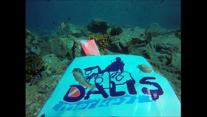 deniz anası ile dalış / ayvalık