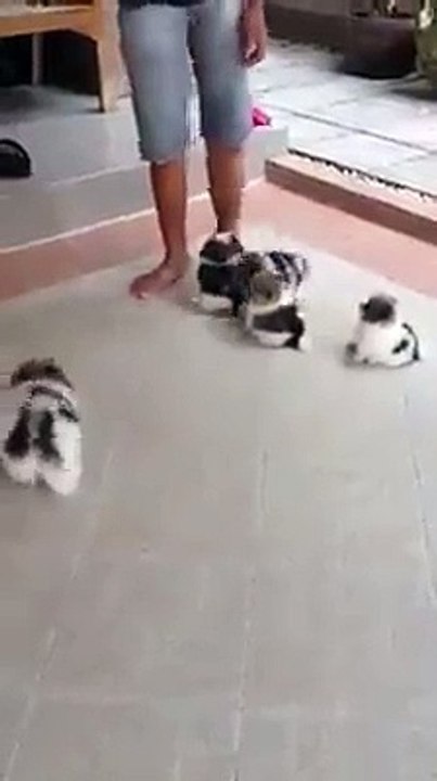 Boule de poile en folie