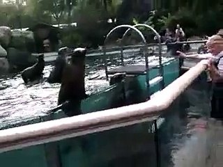 Sea lion playing with little girl at Zoo