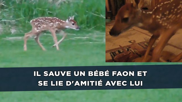 Il Sauve Un Bebe Faon Et Se Lie D Amitie Avec Lui Video Dailymotion