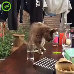 Ce chat se fait troller