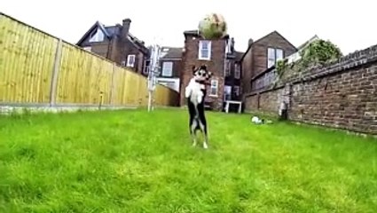 Dogs Who Fail At Being Dogs