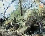 Wild Animal Documentary The Predators Story NEW  INCREDIBLE NATURE DOCUMENTARY