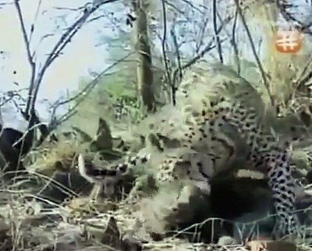 Wild Animal Documentary The Predators Story NEW+ INCREDIBLE NATURE DOCUMENTARY