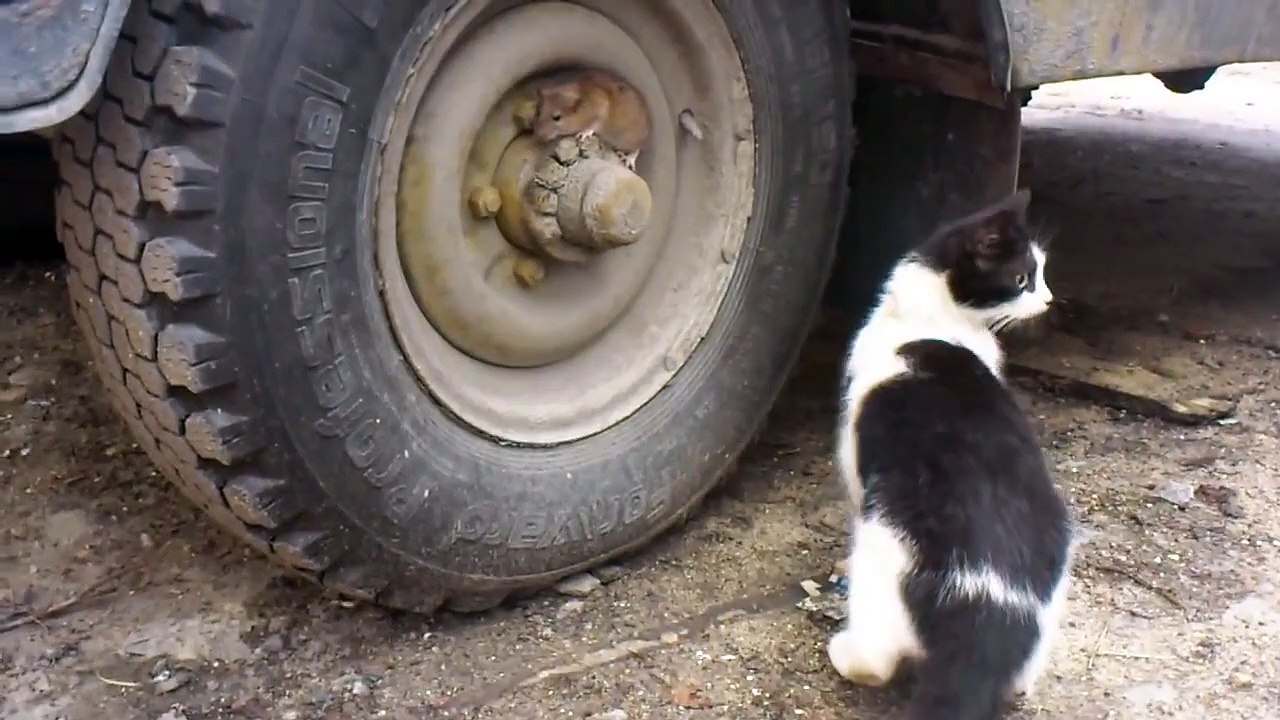 Un rat joue à cache-cache avec un chat