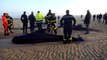 Dix baleines sont retrouvées échouées sur la plage de Calais