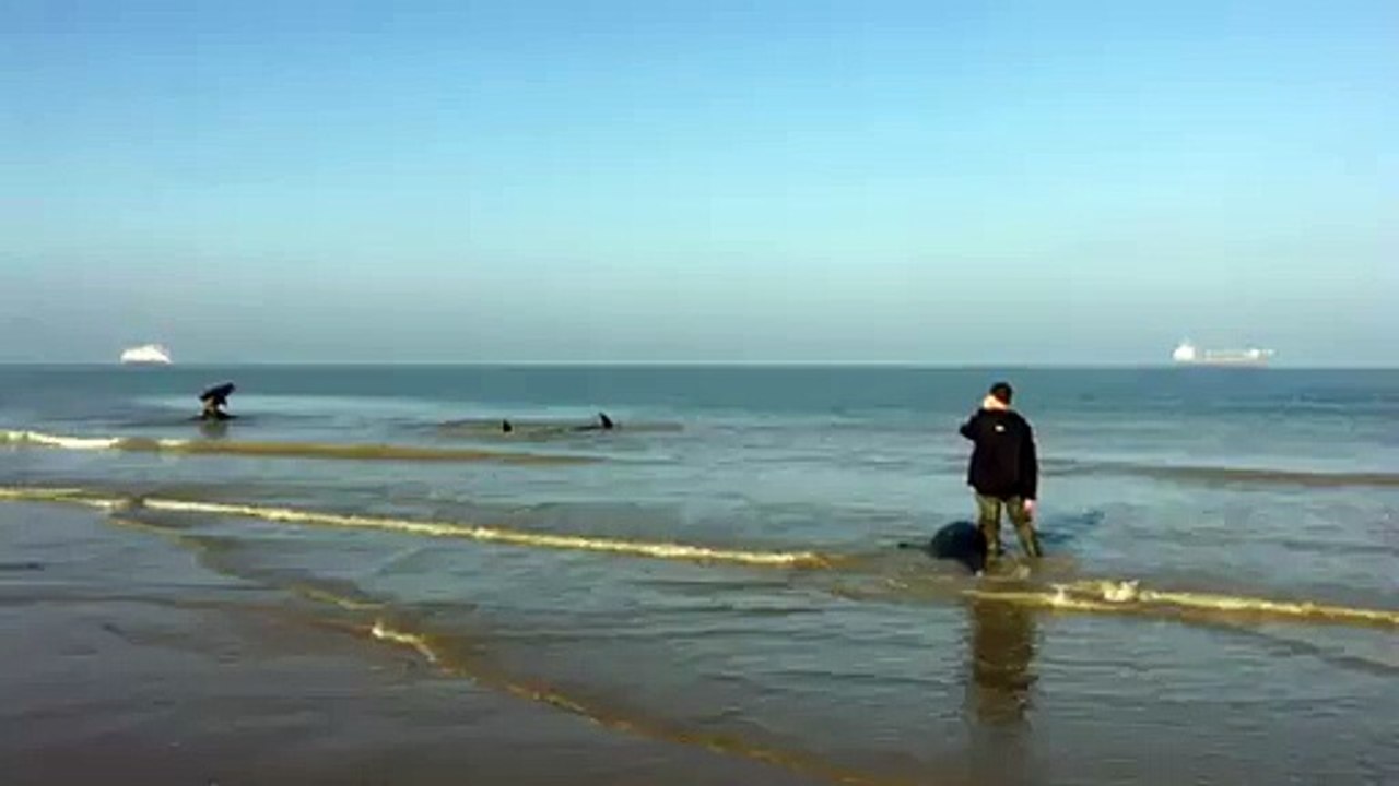 Des baleines se sont échouées sur la plage de Calais le 2 novembre 2015