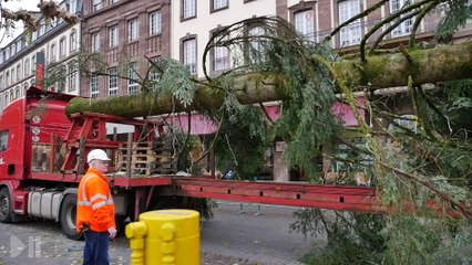 Le grand sapin 2015 dressé place Kléber à Strasbourg