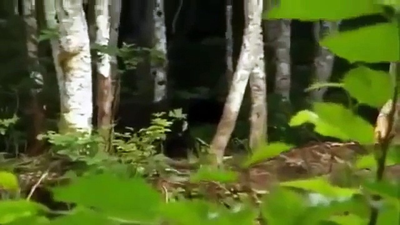 Exterme Documentary Animal National Geographic Wild