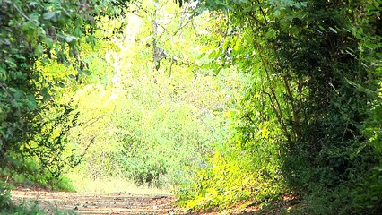 C'EST PAS MAL CHEZ VOUS - CHAMPAGNIER