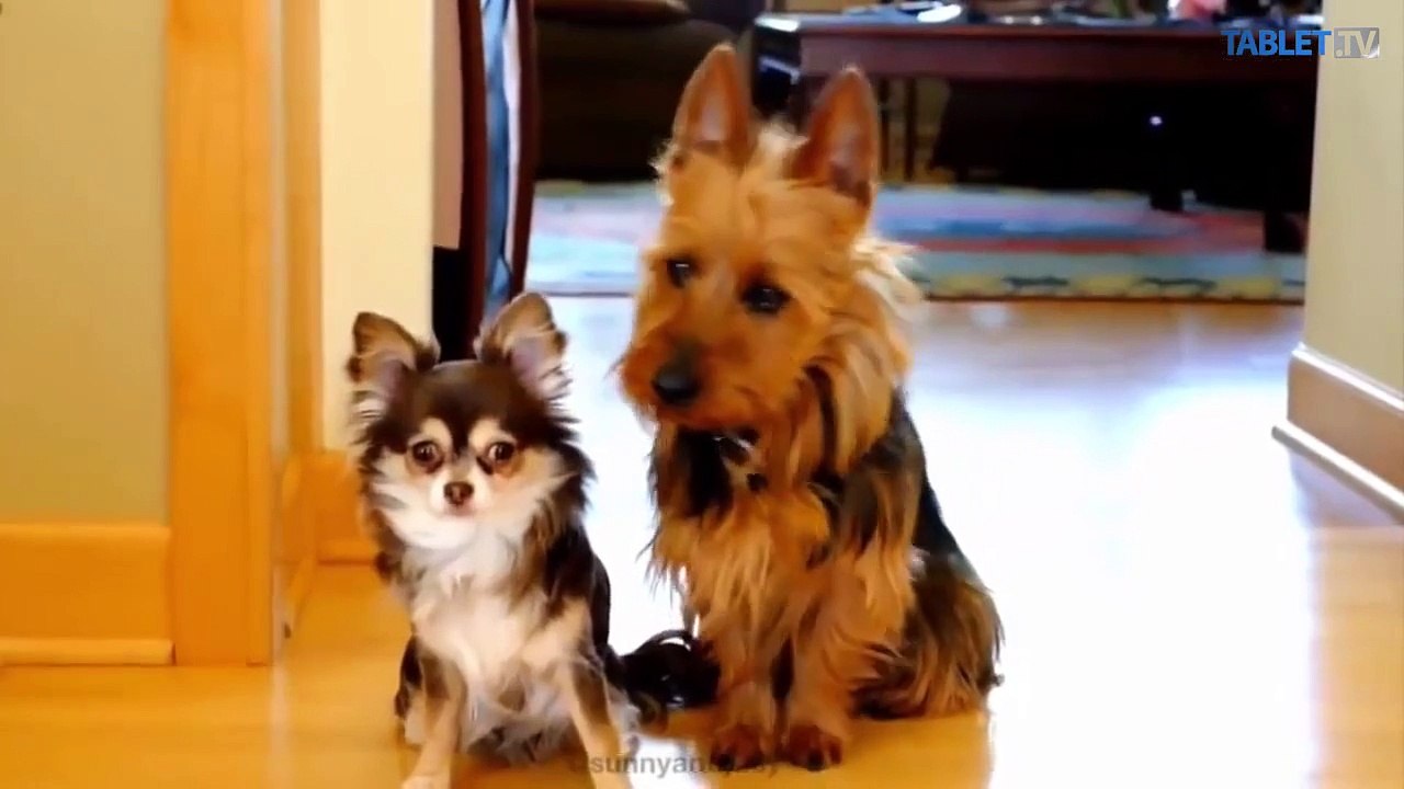 Najlepší priatelia človeka: Takto sa tvária, keď niečo vyvedú