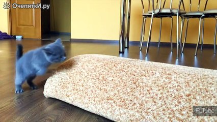 Неуклюжести котёнка