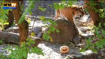 Halloween: des citrouilles de friandises pour les pensionnaires du zoo de Kiev
