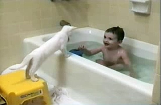 Chaton trop curieux (1)