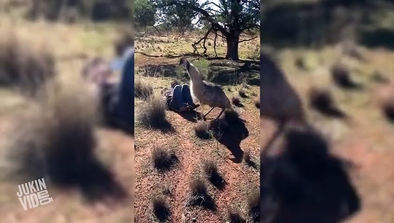 Emu Tries to Mate with Man  WTF