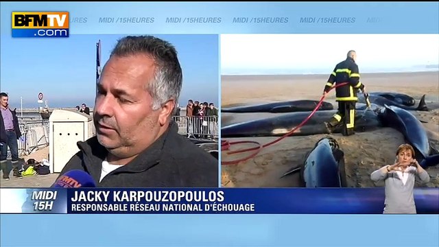 Dix baleines échouées à Calais: On est dans l'exceptionnel