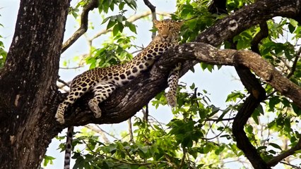 Karnataka Wildlife and Nature Video - Jaya Hai Kannada Thaye