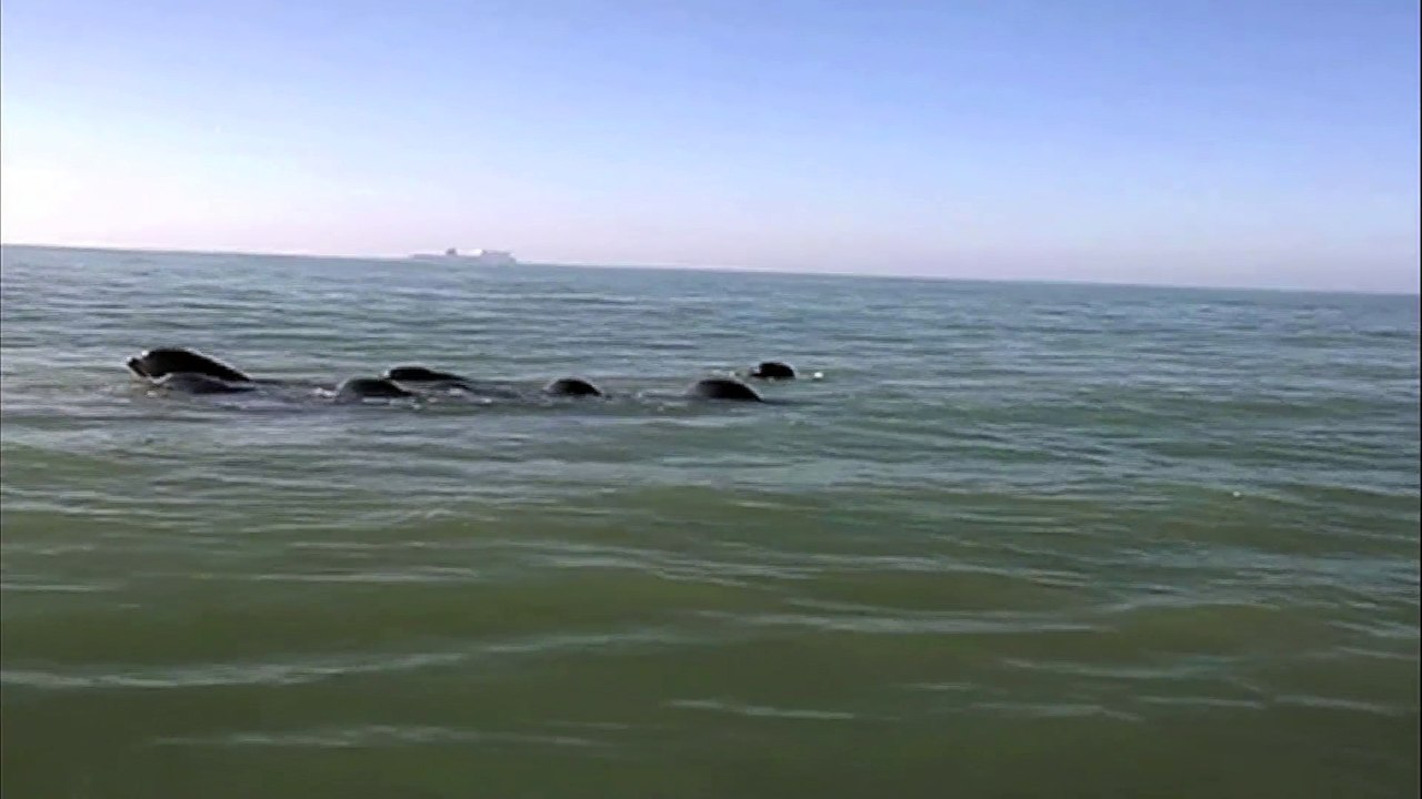 CALAIS - Les baleines retrouvées échouées ce lundi observées au large dimanche