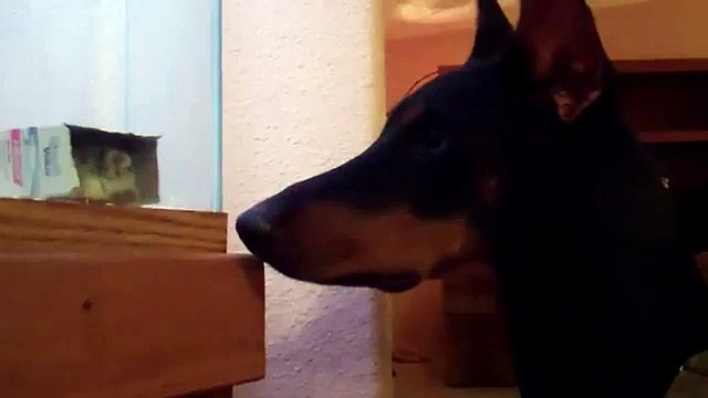 Qui pereglyadit. Drôle de chien et drôle hamster en regardant les uns les autres