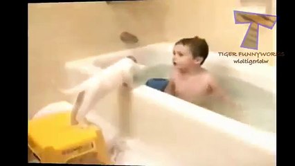 Baignade chats drôles. Les chats ne veulent pas se baigner