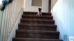 Escaliers pour les chiots. Funny dog sur les escaliers