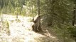 Arbre préféré. Ours drôles grattées arbre dans la forêt