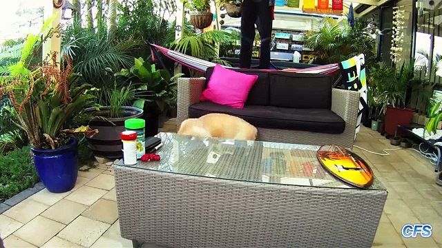 Les amateurs de pizza. Funny dog Pizza voler