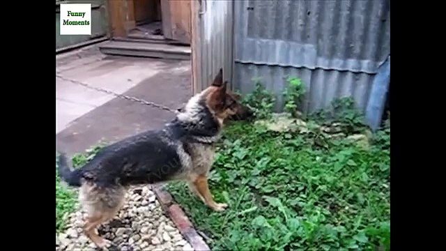Pommes amateur. Drôle chien aime manger des pommes