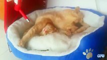 Chats dorment dans des positions inconfortables. Chats de sommeil dans des poses drôles