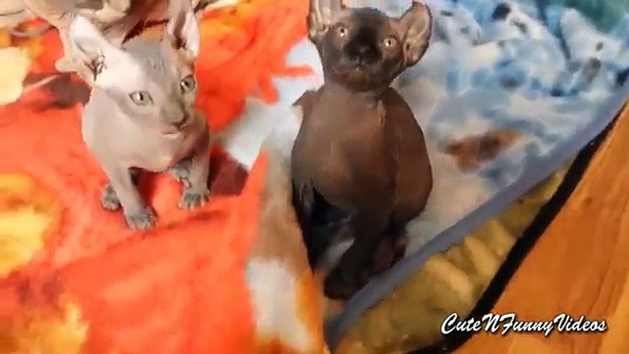 Chats pharaons. Chats et chatons Pharaon drôles