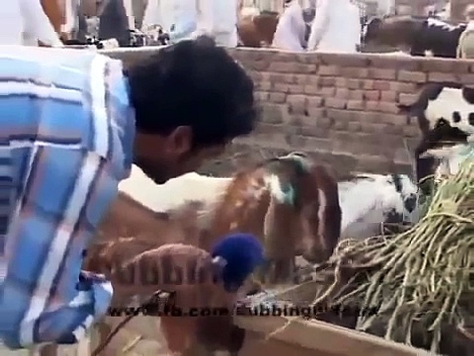 Animals Funny Punjabi