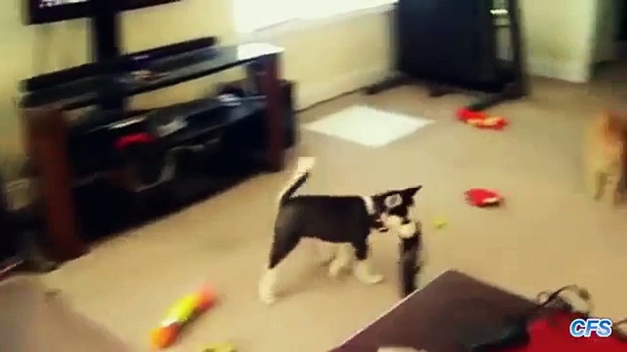 Le vol de la chaussure. Chiots drôles volent chaussures