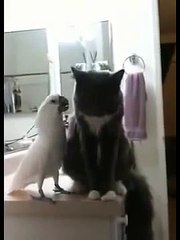 Forte amitié. Le chat est amical avec le perroquet