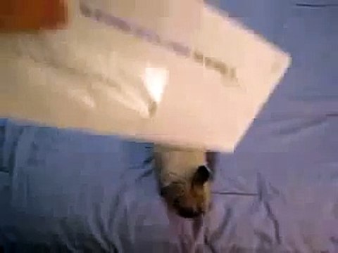 Lapin dents ouvre l'enveloppe de la lettre. funny Bunny