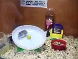 Circulation des hamsters. Amusez-vous avec les hamsters