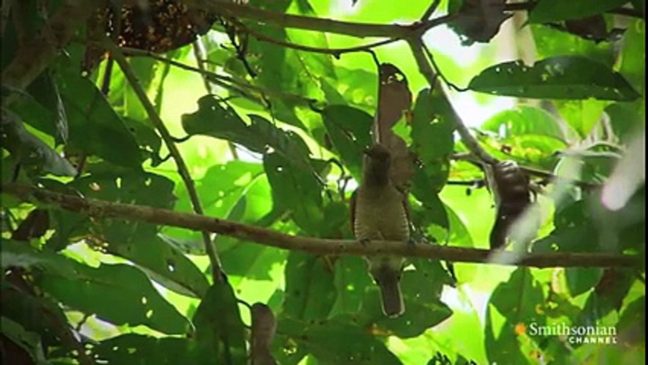 King Bird-of-Paradise ♥