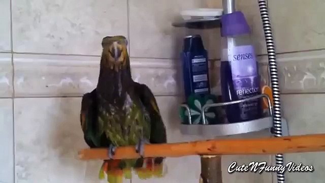 Diversión mojado. Loros mascotas bañan videos divertidos