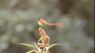 Fire-tailed Sunbird ♥ - أجمل ما ترى عيناك ღ طيور ღ