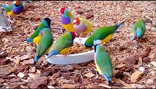 Stunning Lady Gouldian Finches feeding ! ♥